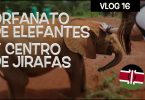orfanato elefantes centro jirafas kenia